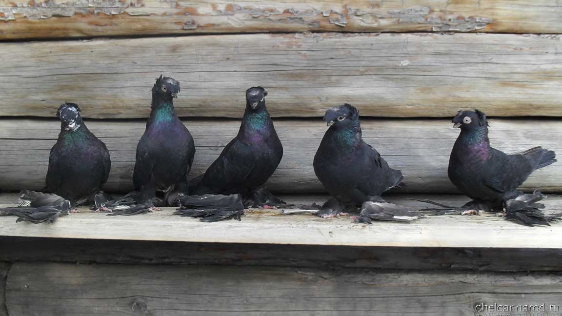 Black pigeons, photo №3