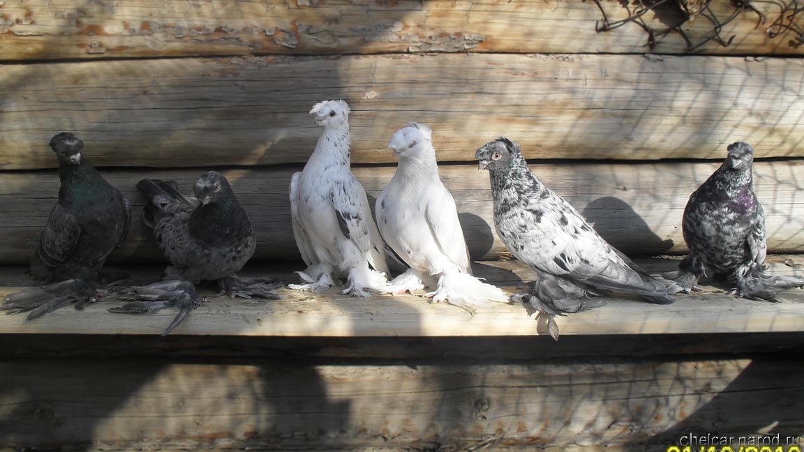 Pigeons chelcar, photo №1