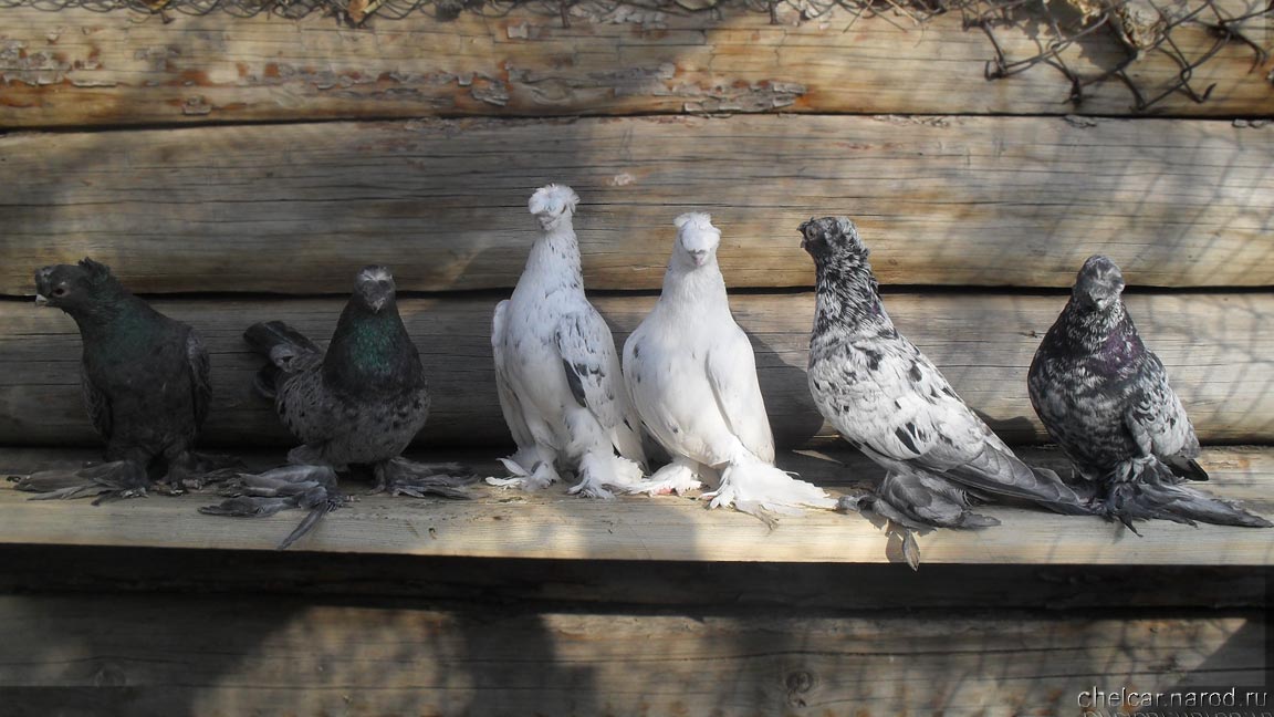 Pigeons chelcar, photo №2
