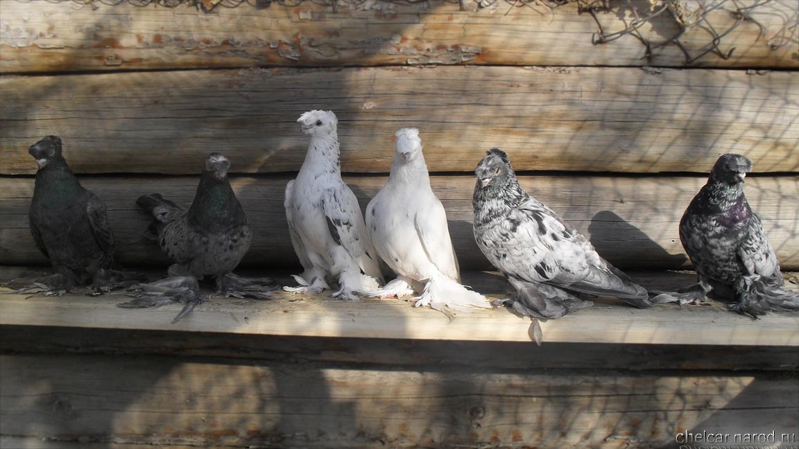 Pigeons chelcar, photo №3