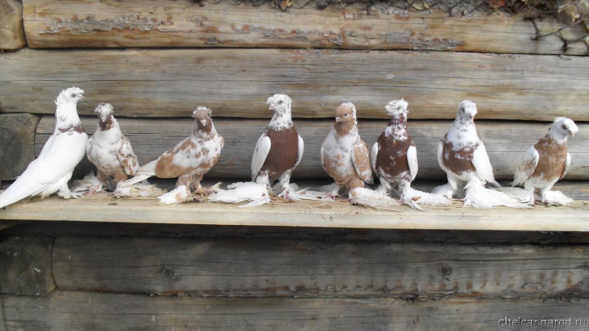 Pigeons chinny, photo №2
