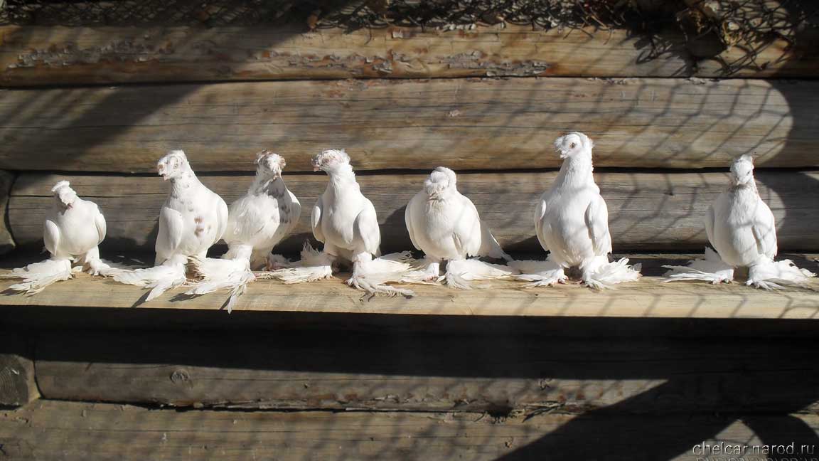 Pigeons gulbaddam, photo №1