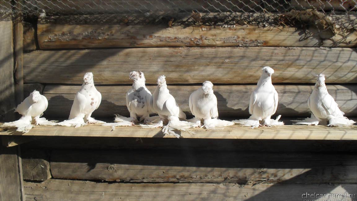 Pigeons gulbaddam, photo №2