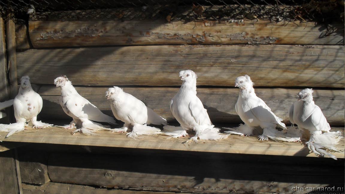 Pigeons gulbaddam, photo №3