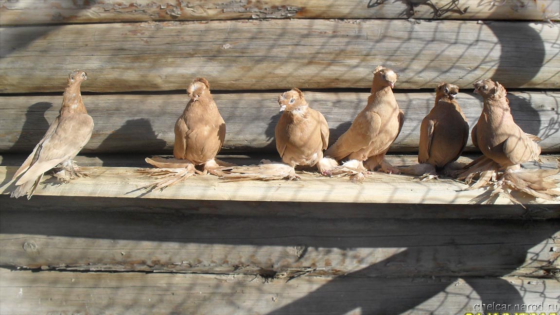 Pigeons novatty, photo №2