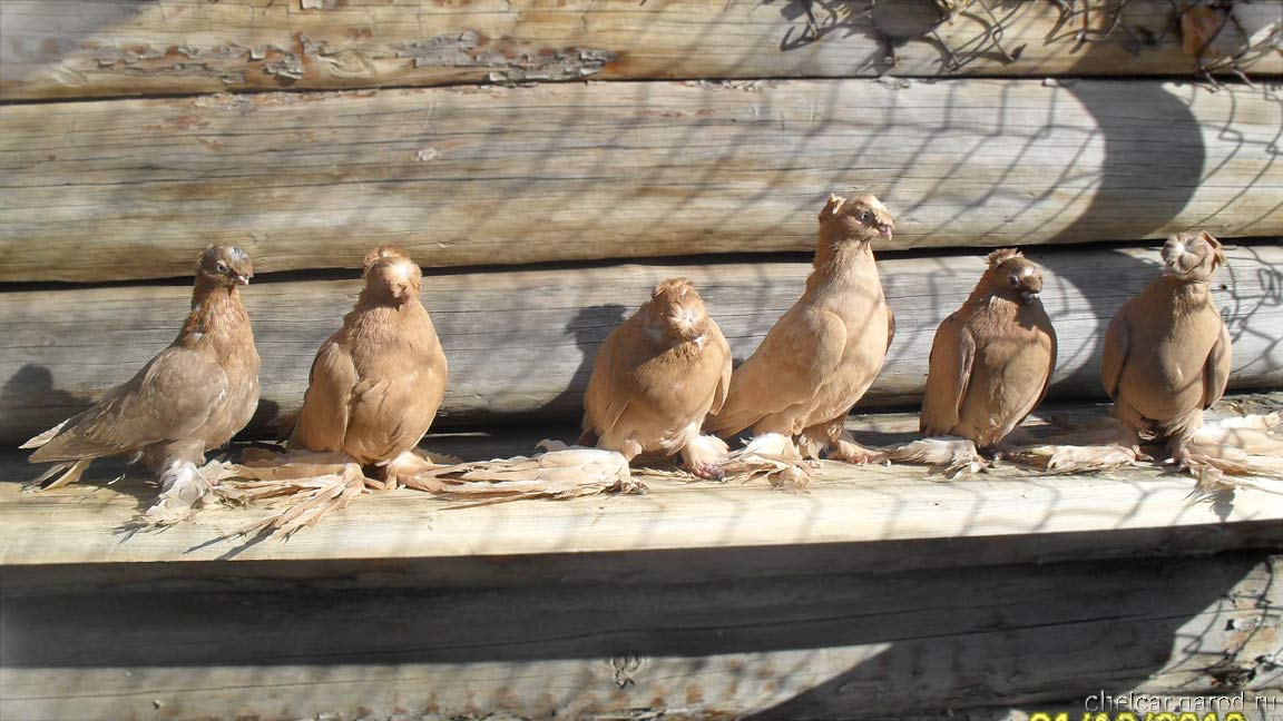 Pigeons novatty, photo №4