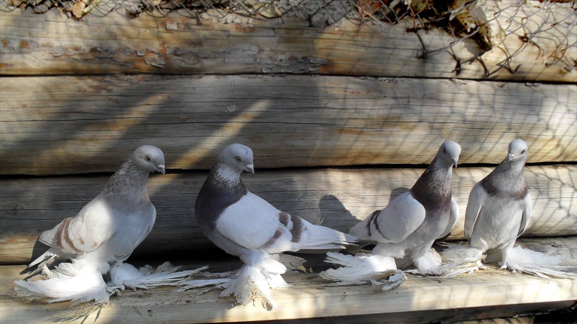 Pigeons gury, photo №1