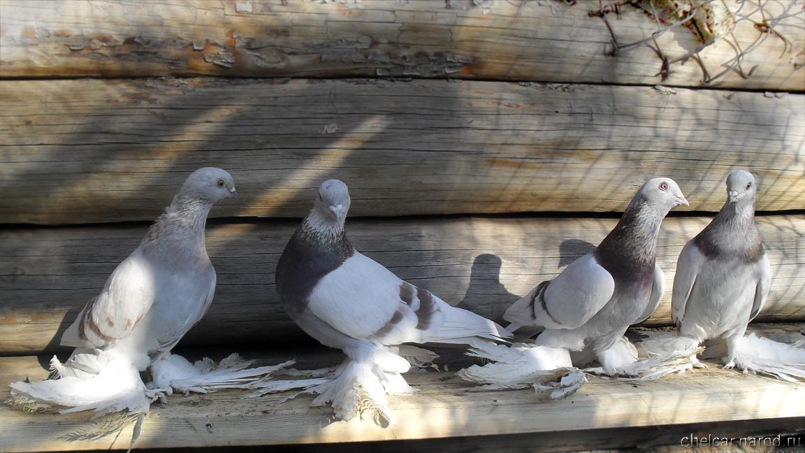 Pigeons gury, photo №2