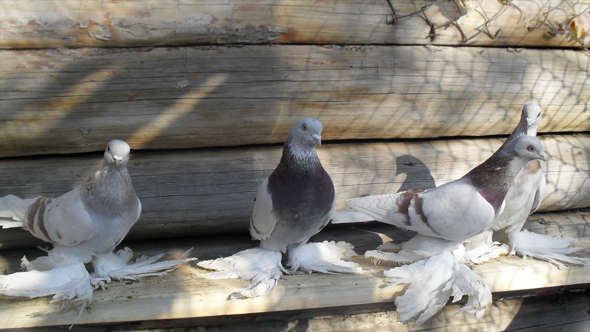 Pigeons gury, photo №3
