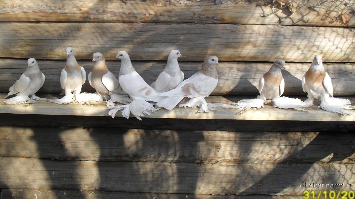 Pigeons turkmen, photo №1