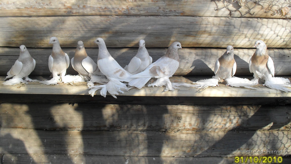 Pigeons turkmen, photo №2