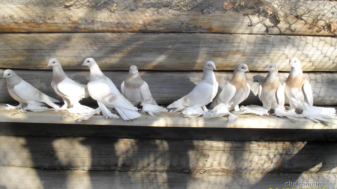 Pigeons turkmen, photo №3