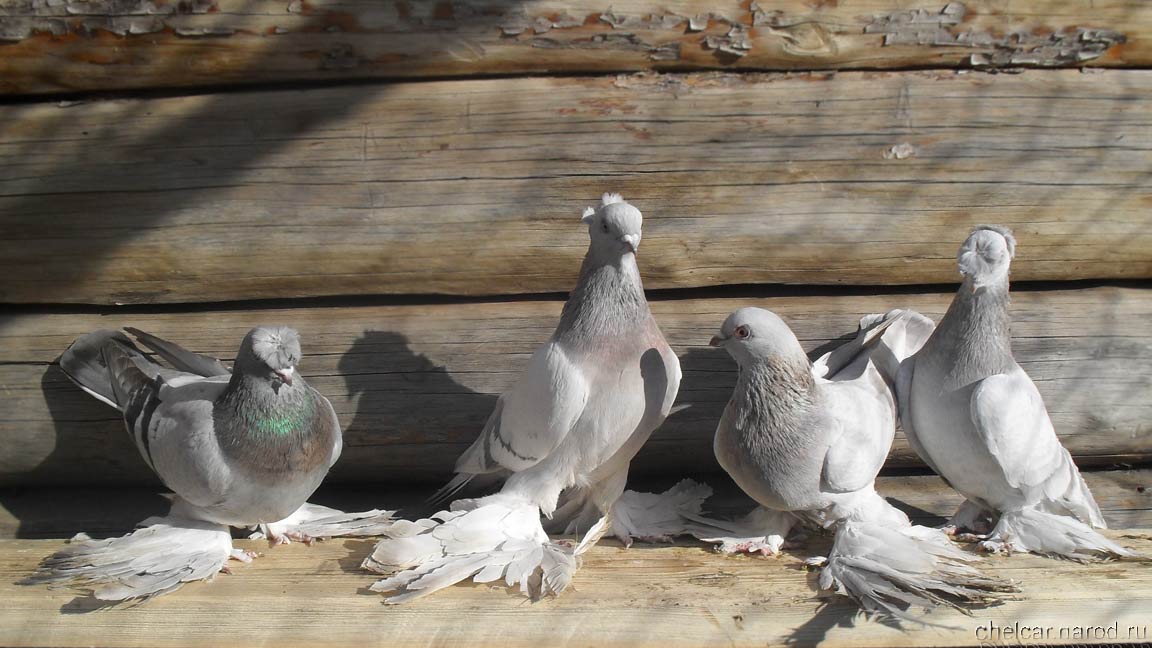 Pigeons udy, photo №1