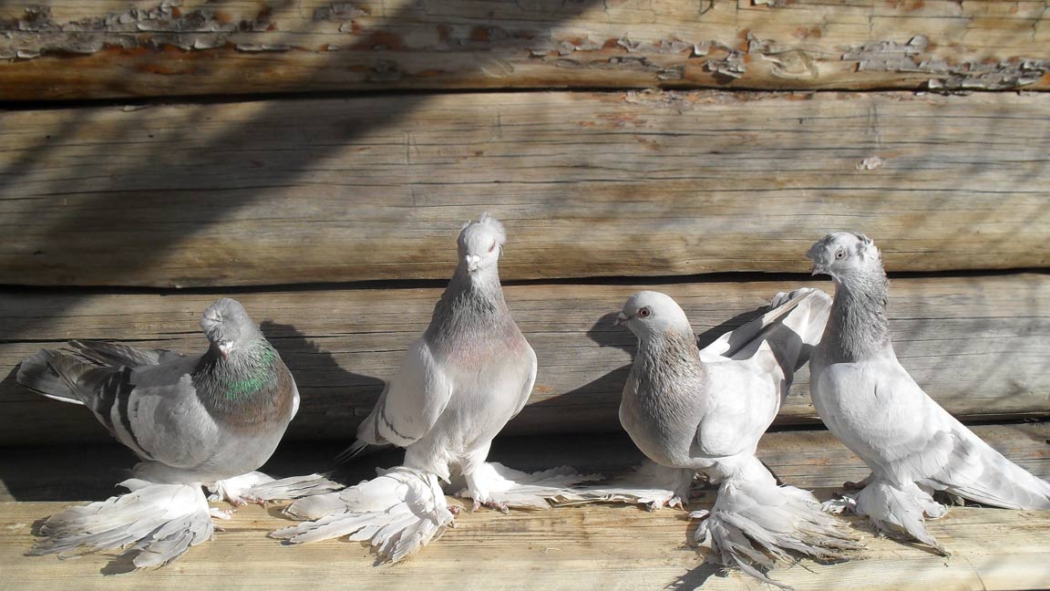 Pigeons udy, photo №2