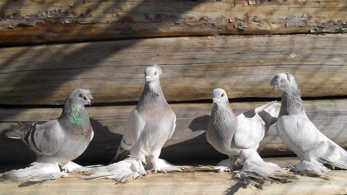 Pigeons udy, photo №3