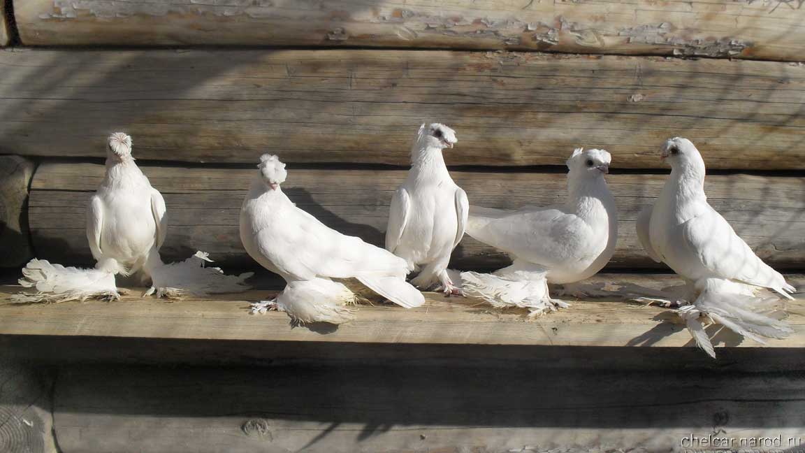 White pigeons, photo №1