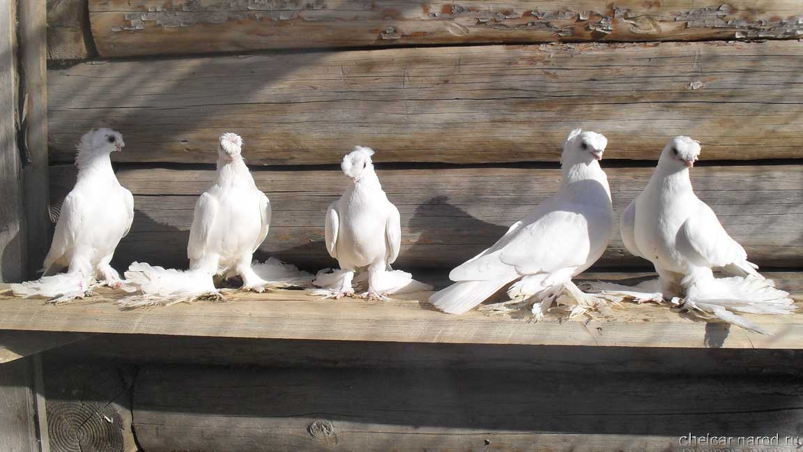White pigeons, photo №2
