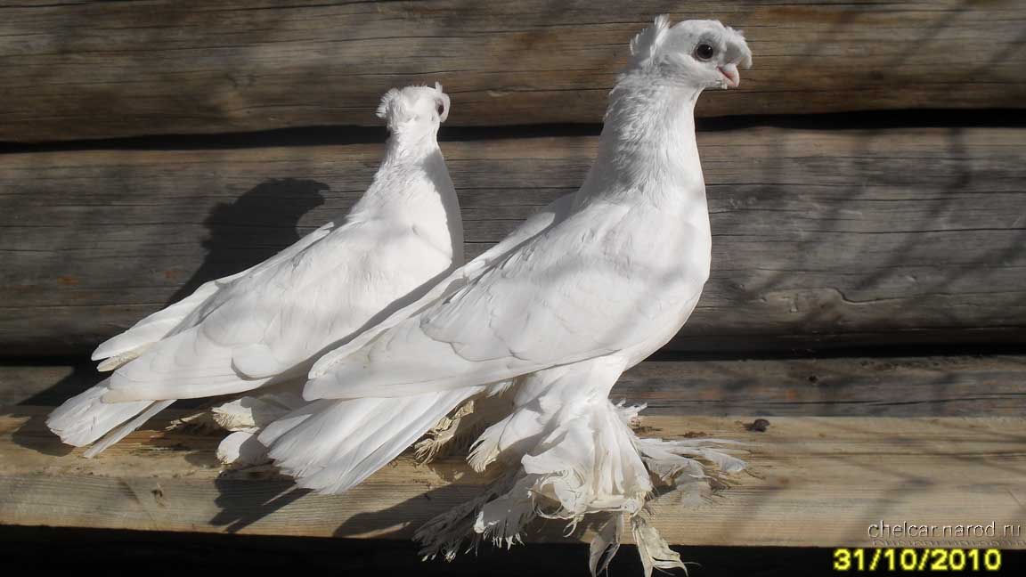 White pigeons, photo №4